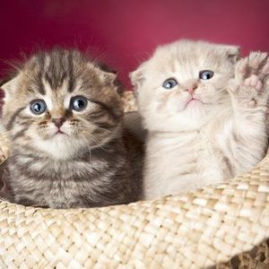 Meet your Posher, Ellen